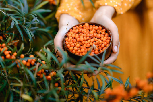 The Golden Elixir: Your Ultimate Guide to Sea Buckthorn Oil in Australia